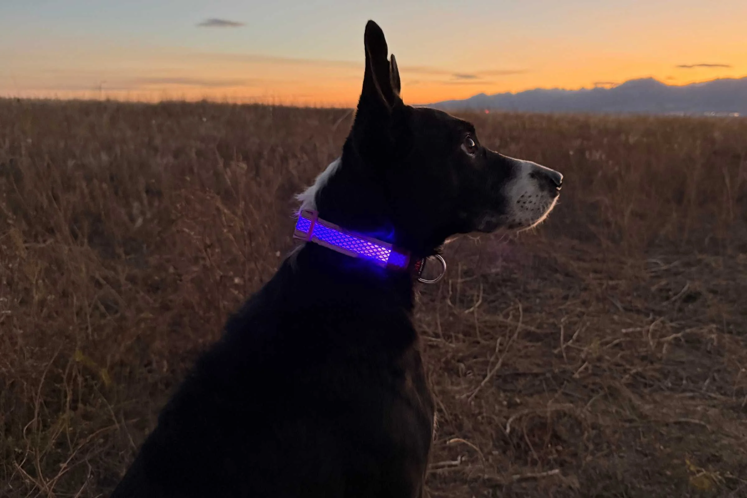 An LED collar showing inconsistent brightness across its length.