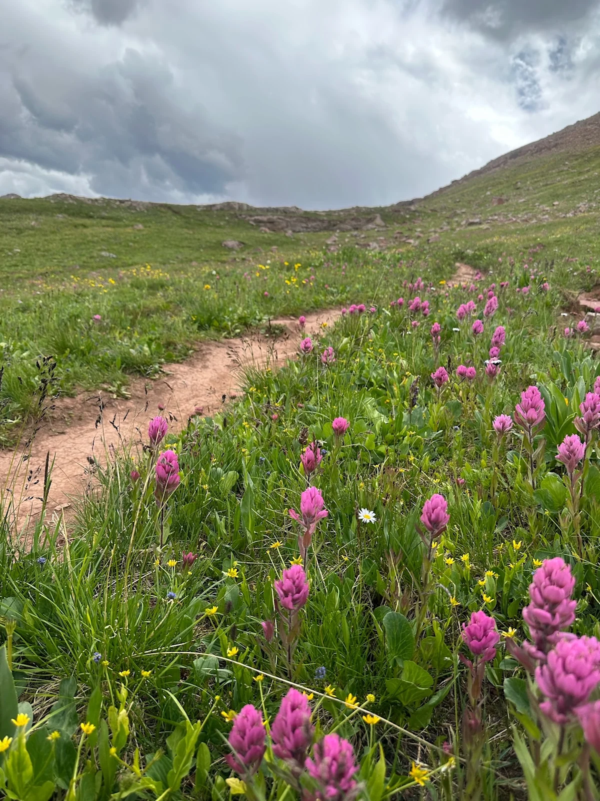 Pink paintbrush flowers in the foreground beneath a dark, ominous sky over Frigid Air Pass.