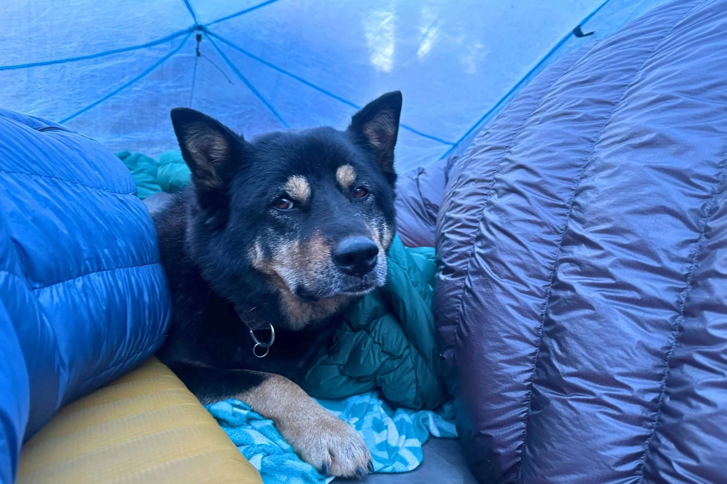 The interior of a small yellow tent with a dog and gear neatly arranged.