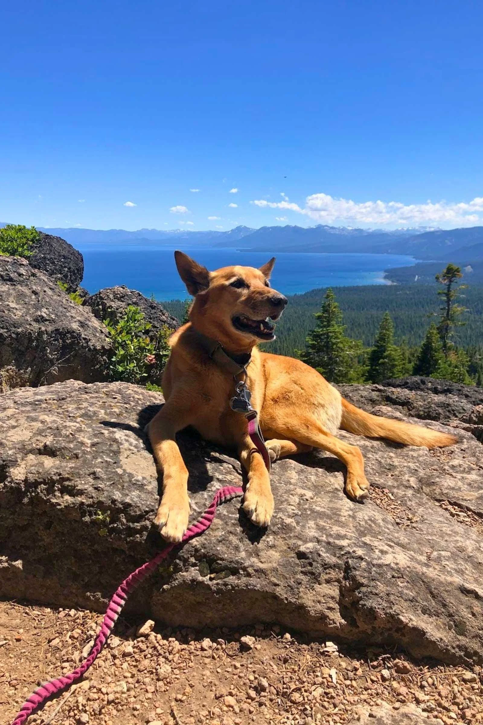 Camping with Dogs: Safety Tips & Gear Guide