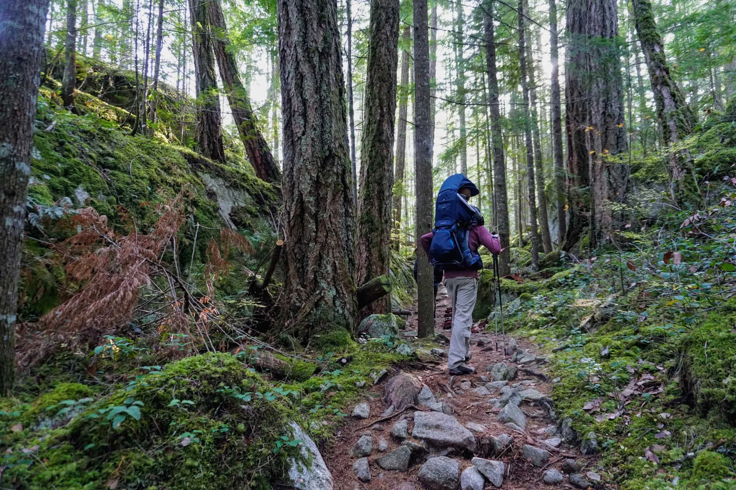 A hiker navigating a forest trail with a child in the Deuter Kid Comfort carrier.