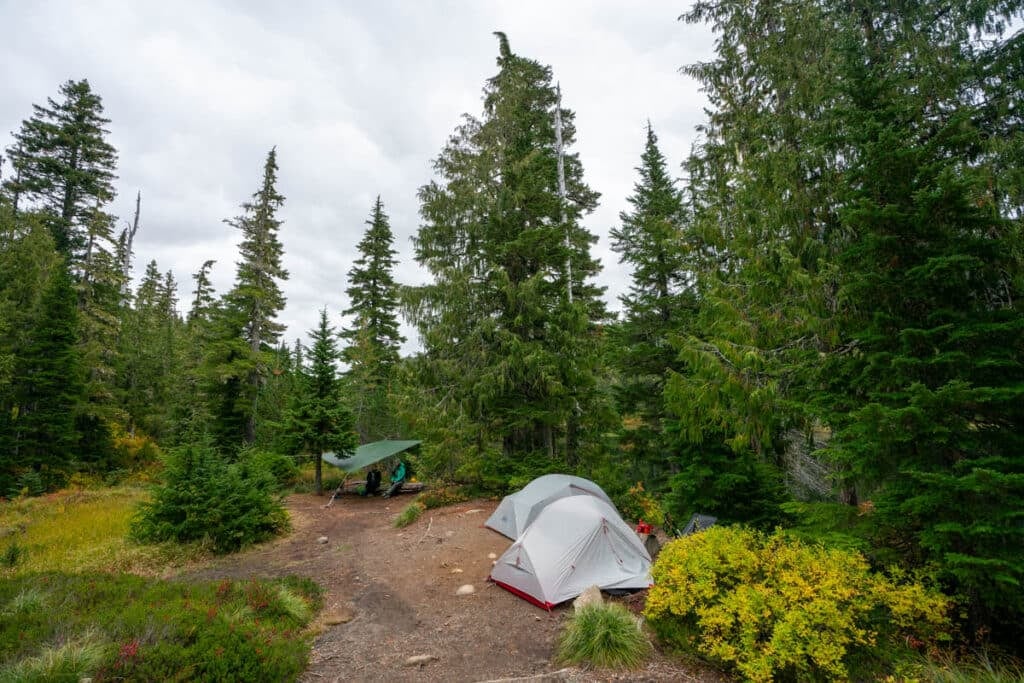 Multiple tents tucked safely among healthy evergreen trees in a wilderness clearing.
