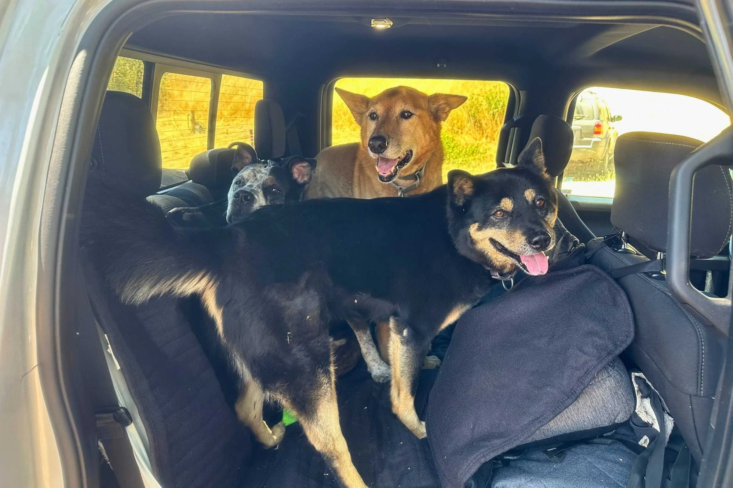 Interior of a car with seats covered and camping gear organized for dogs.