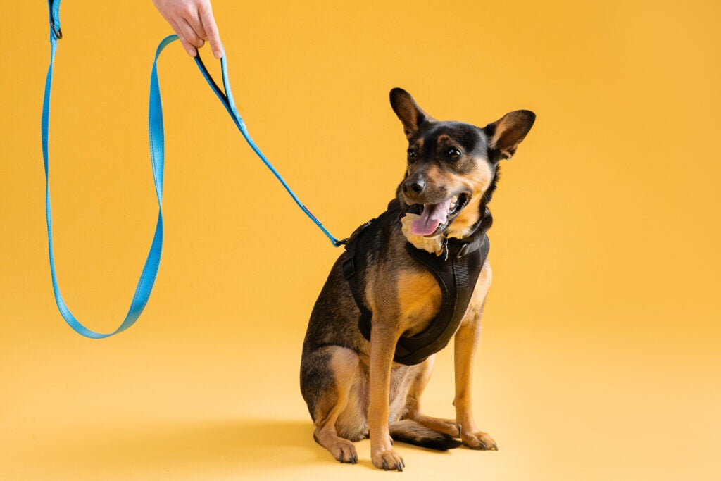 A dog wearing a sturdy Primal Pet Gear double handle leash on a harness.