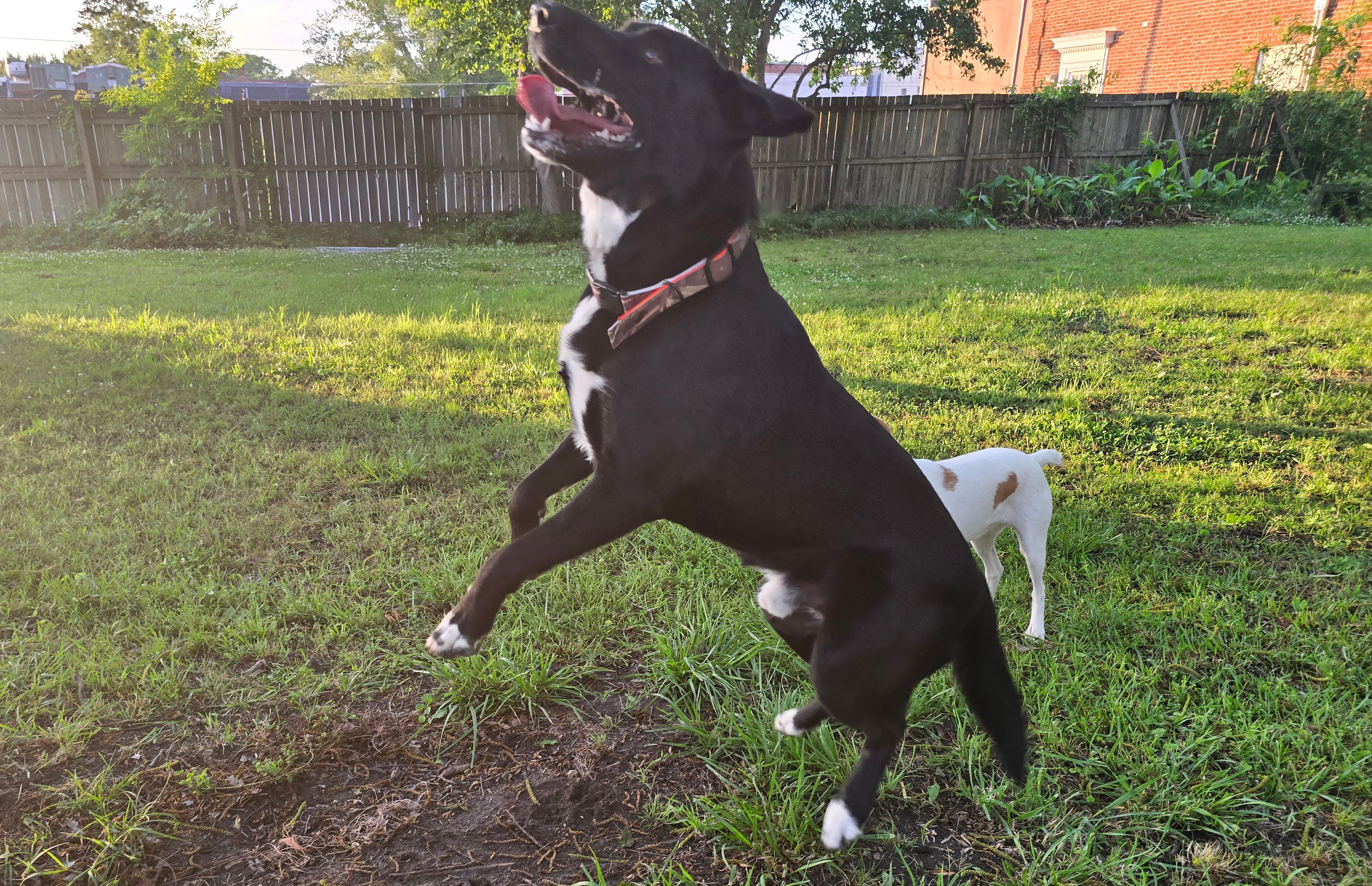A dog jumping high in the air in a field, demonstrating the need for secure and durable collar buckles.