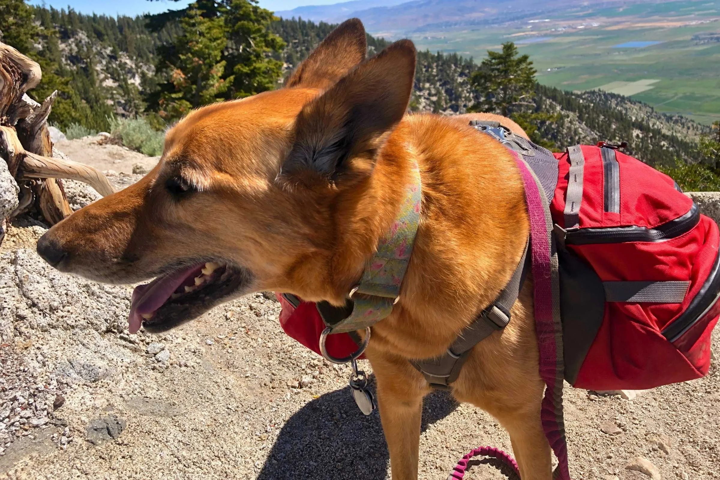 A dog wearing a red Ruffwear harness with saddlebags on a hiking trail.