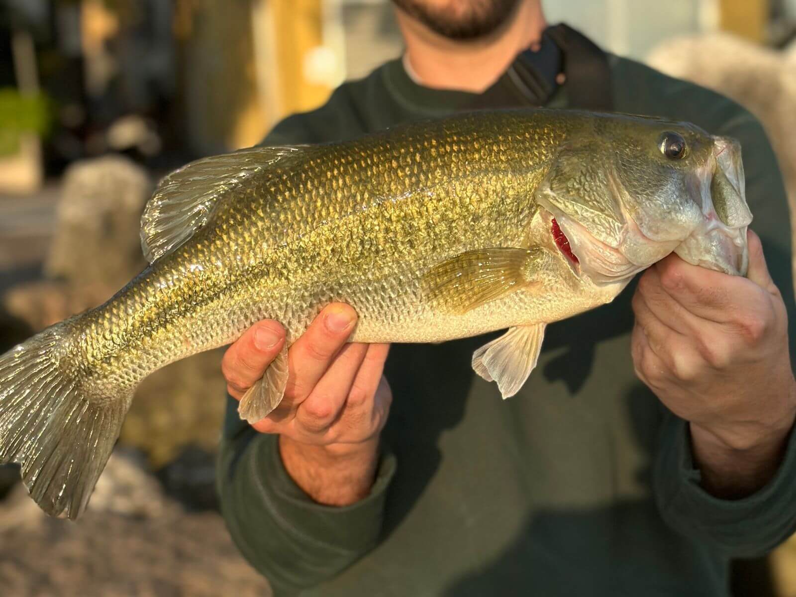 Angler displaying a healthy largemouth bass caught on a spinning setup.