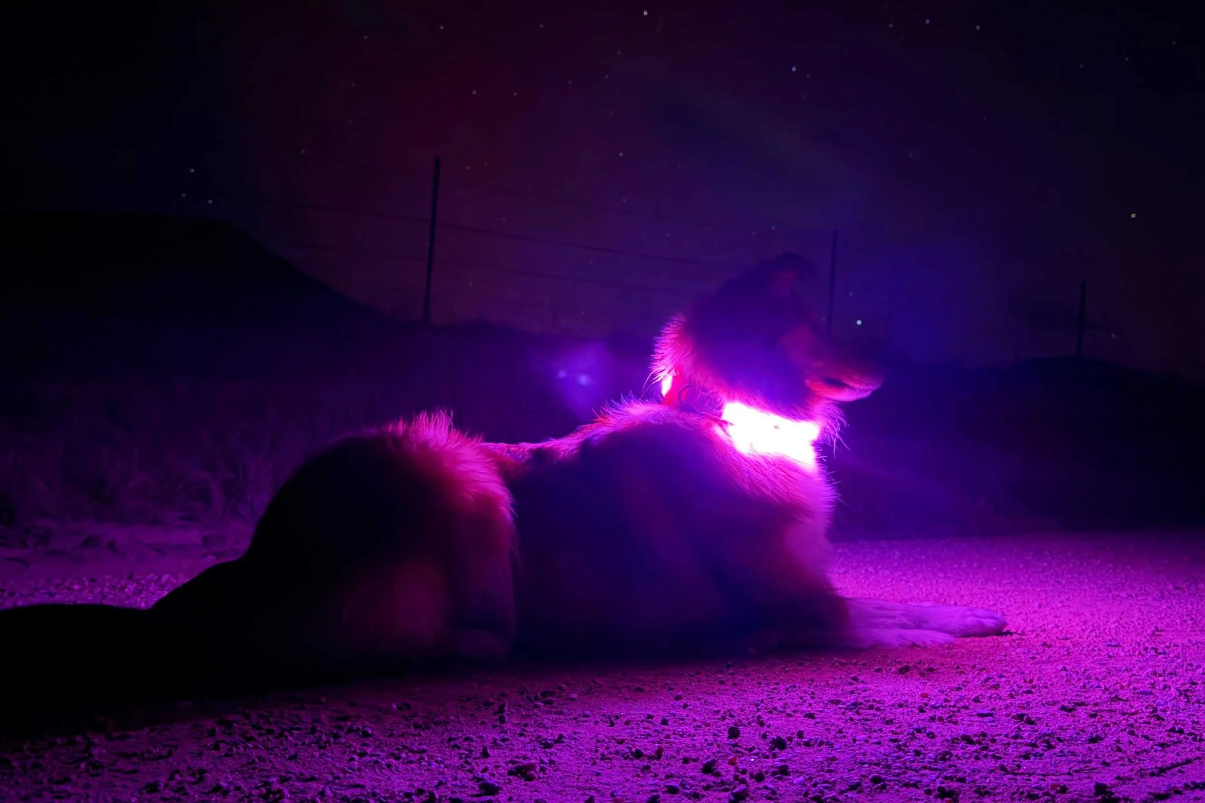 A close-up of a brightly glowing dog collar being tested in low-light conditions.