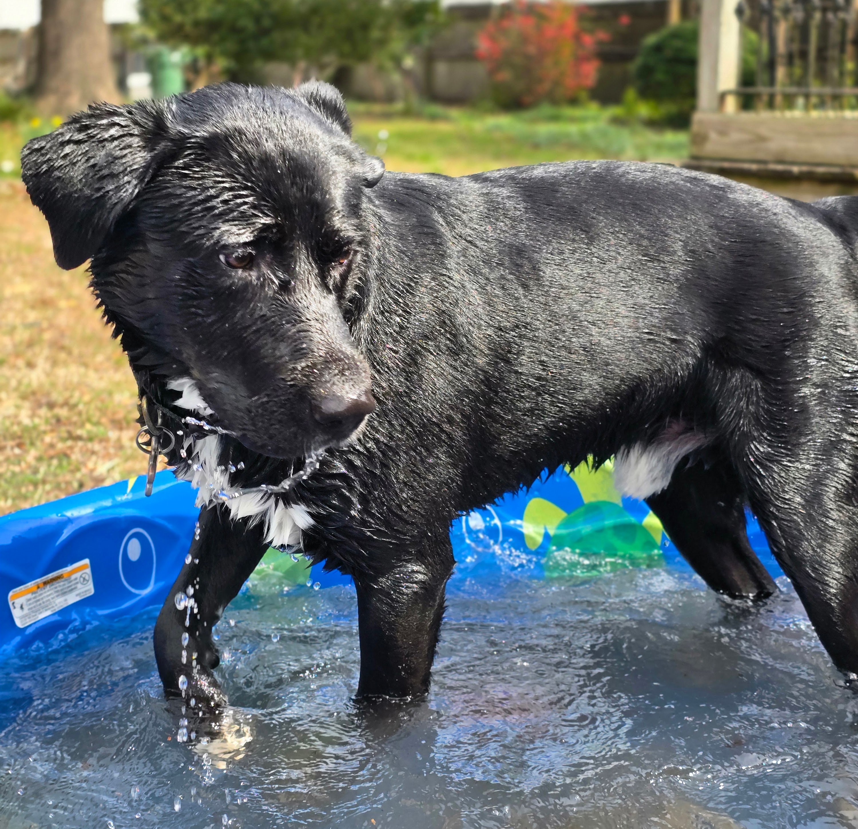 A dog jumping through water while wearing a durably constructed collar.
