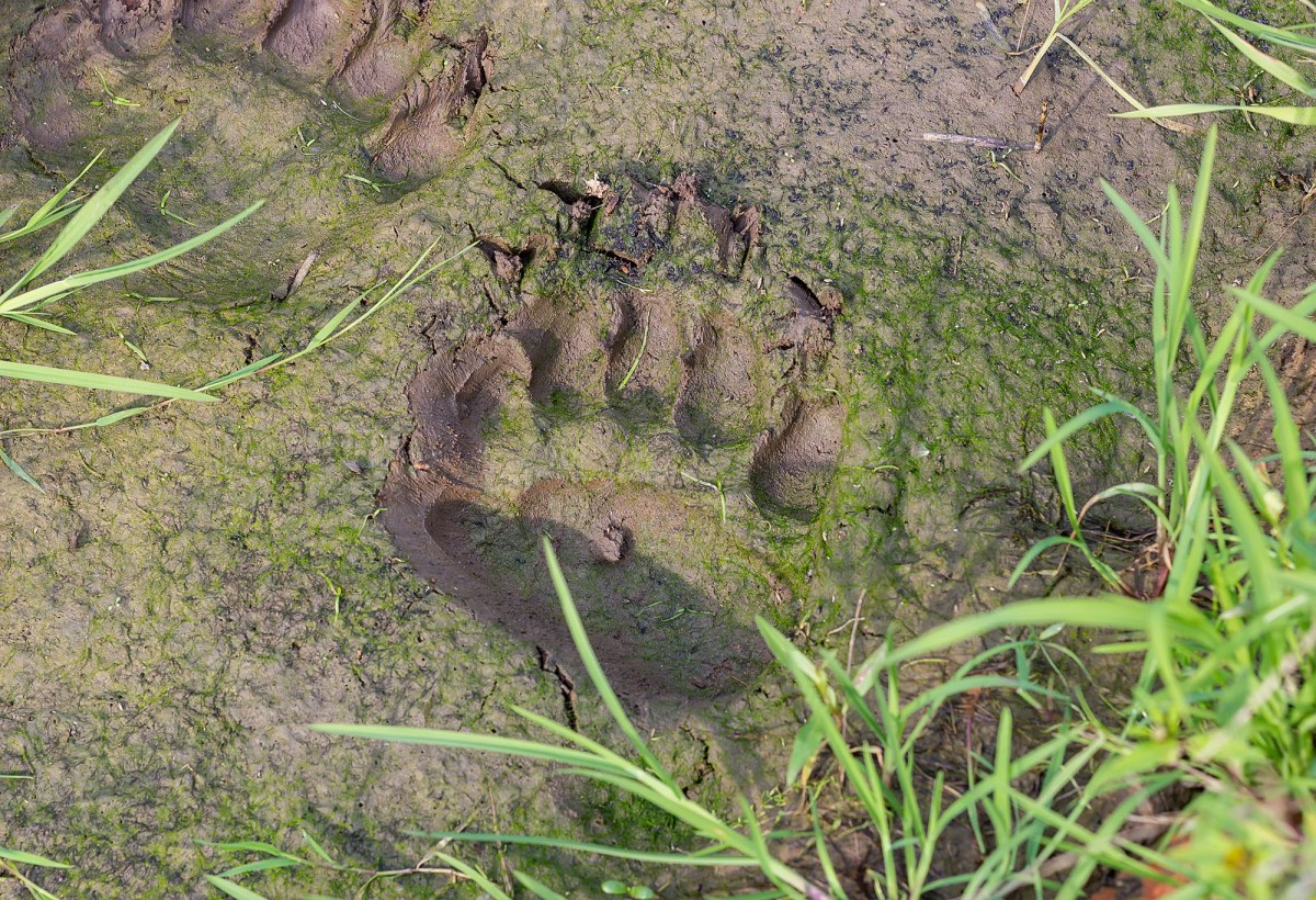 Clear impressions of bear paw tracks with visible claws in wet mud.