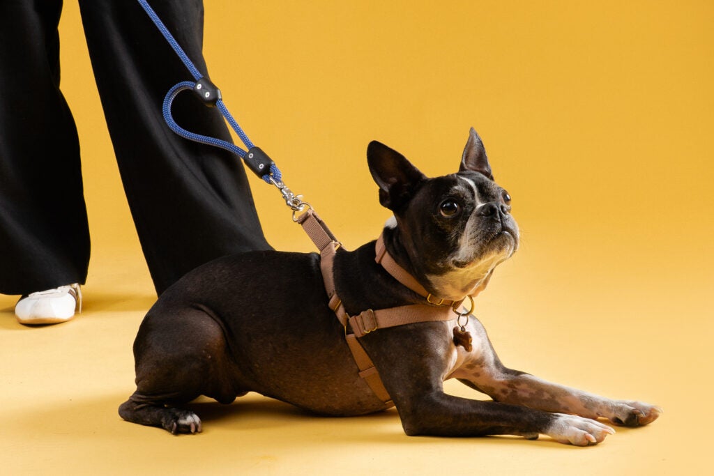 A dog wearing a blue Atlas Pet Company climbing rope leash and harness outdoors.