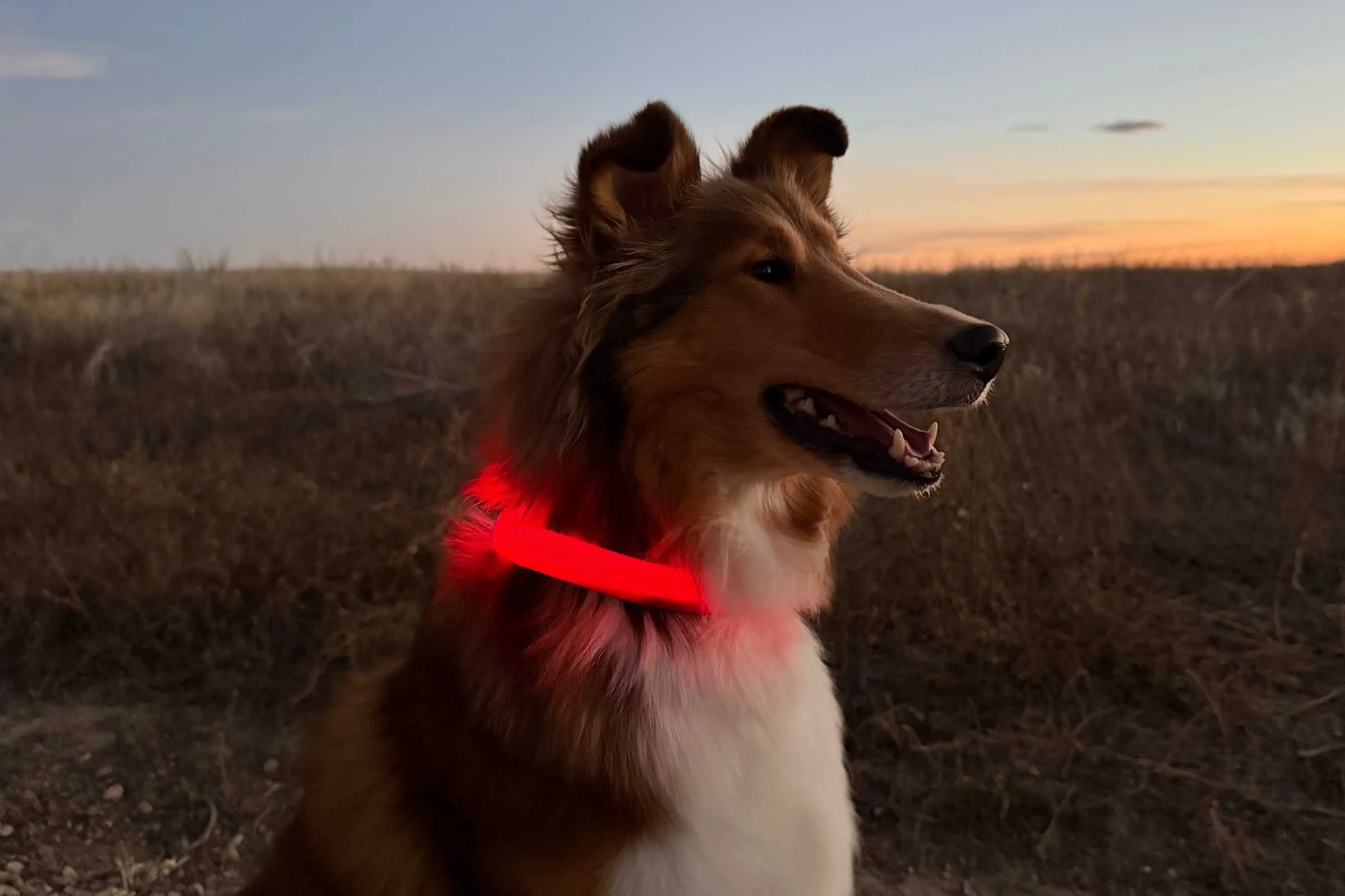 A dog wearing a red LED light-up collar walking on a dirt hiking trail at sunset.