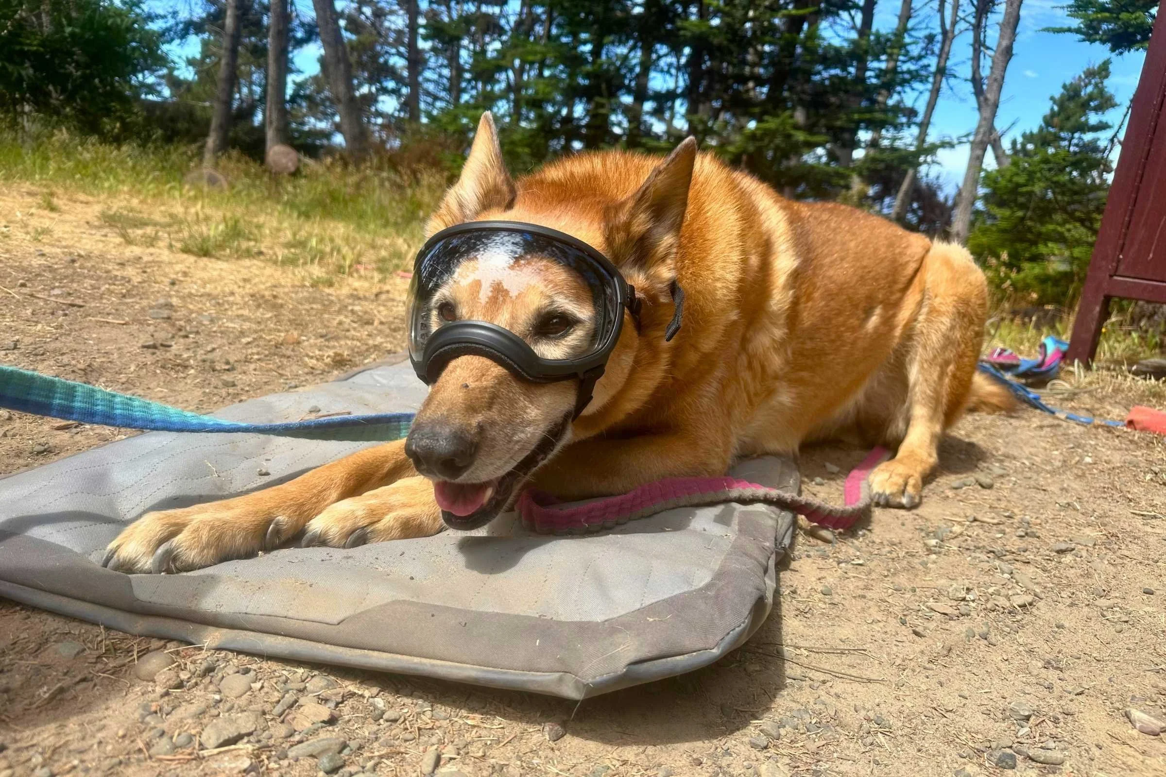 A dog on a leash attached to a camp chair or table at the campsite.