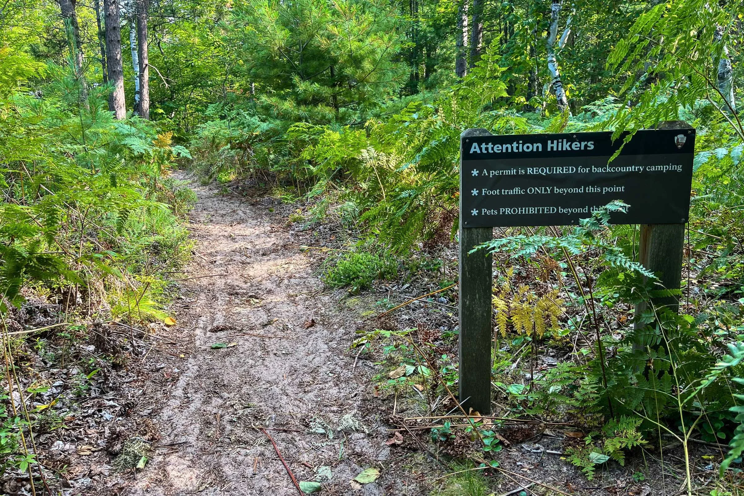 A sandy section of the Lakeshore Trail near Twelvemile Beach surrounded by pine trees.