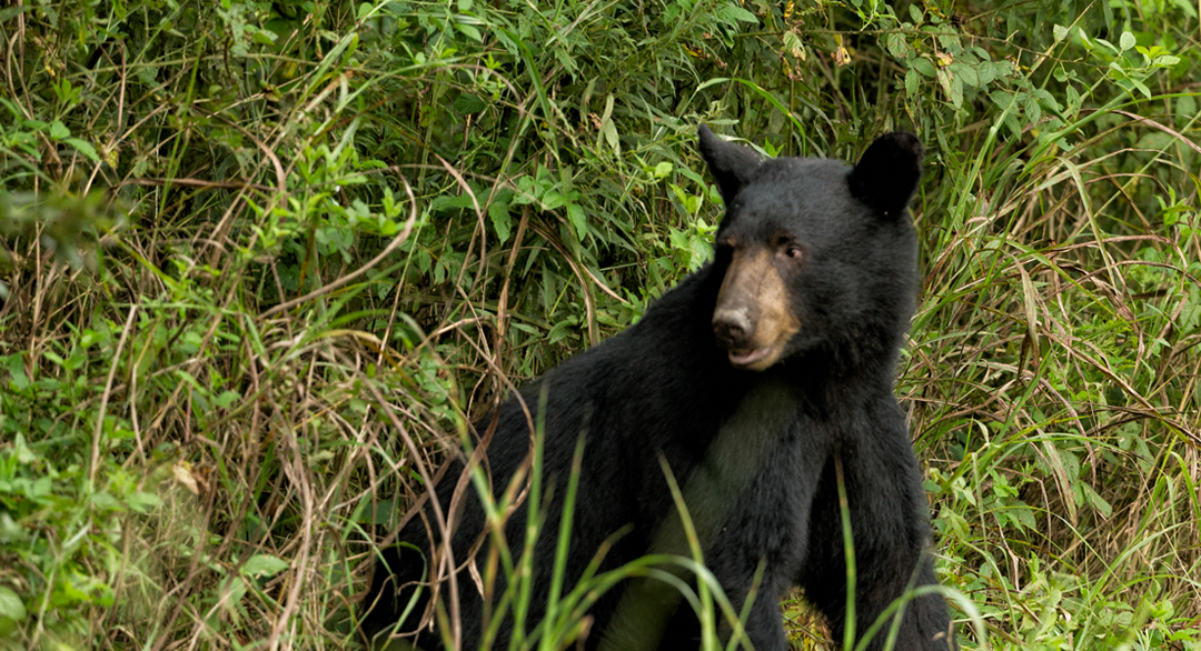Black Bear Hunting Safety Guide & Hazard Prevention