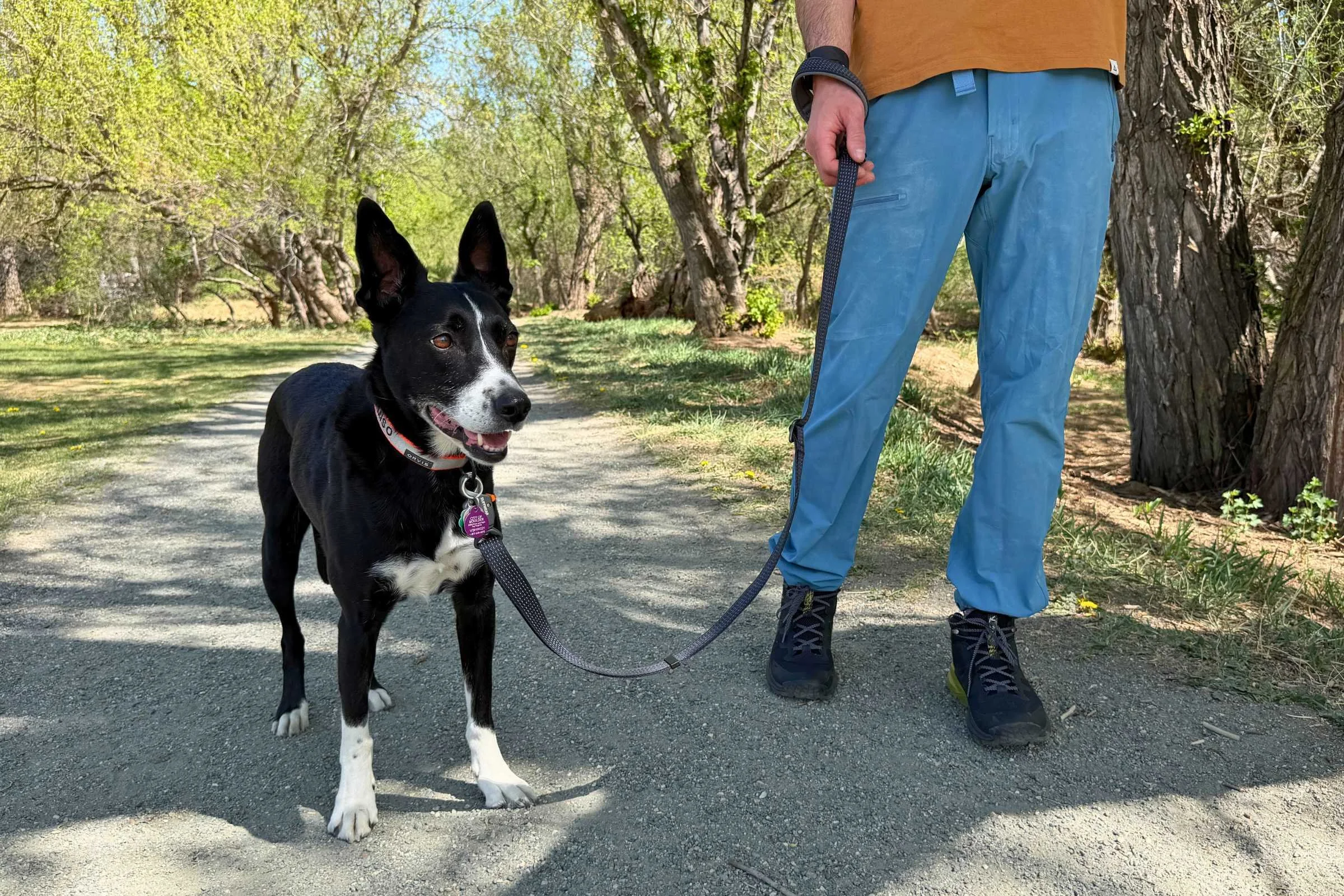 9 Best Dog Leashes of 2026: Tested for Hiking & Training