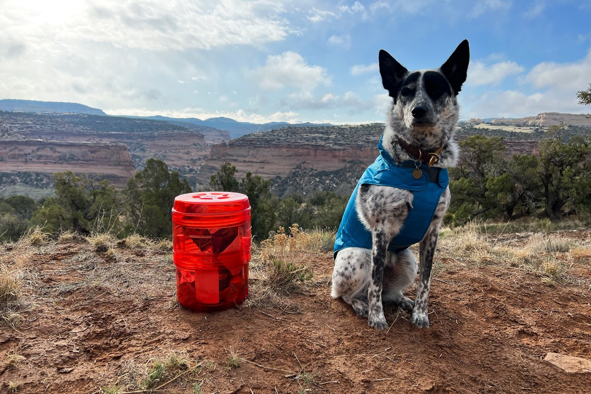 A hard-sided black bear-resistant food canister sitting on the forest floor.
