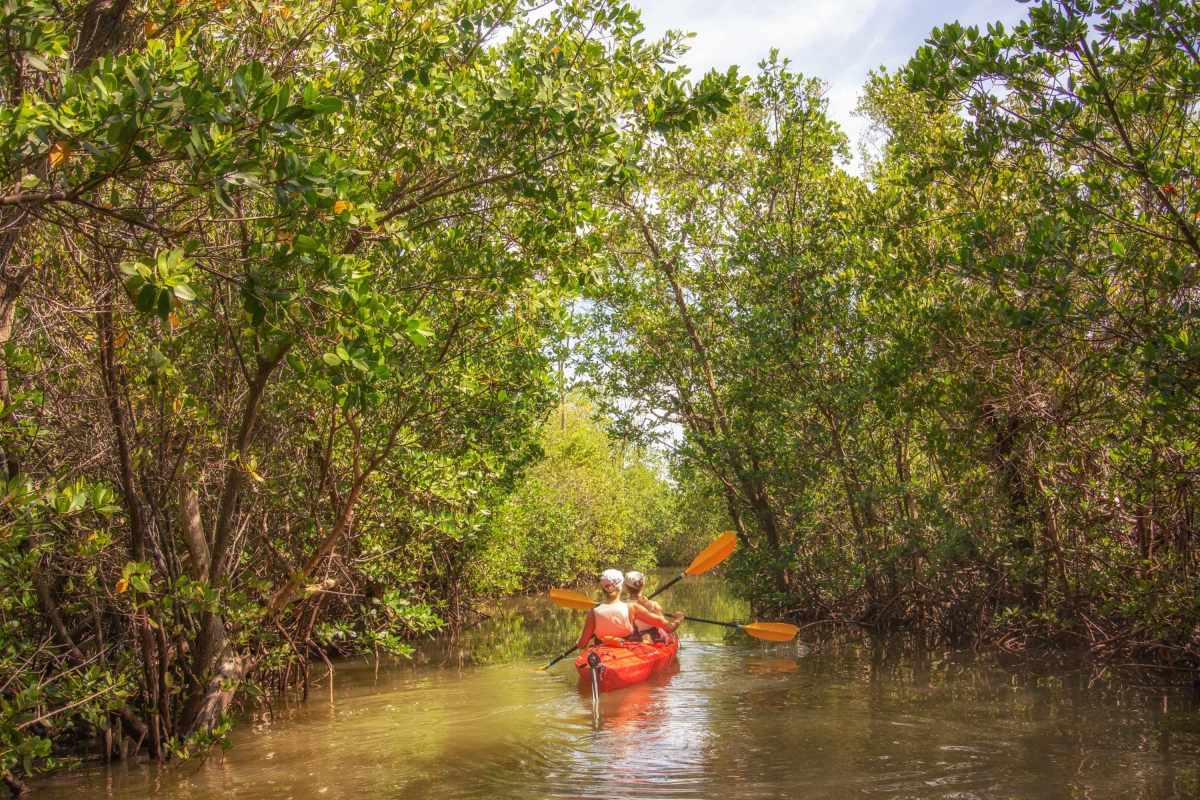 Kayaking Florida Keys Mangrove Tunnels: Paddling Guide