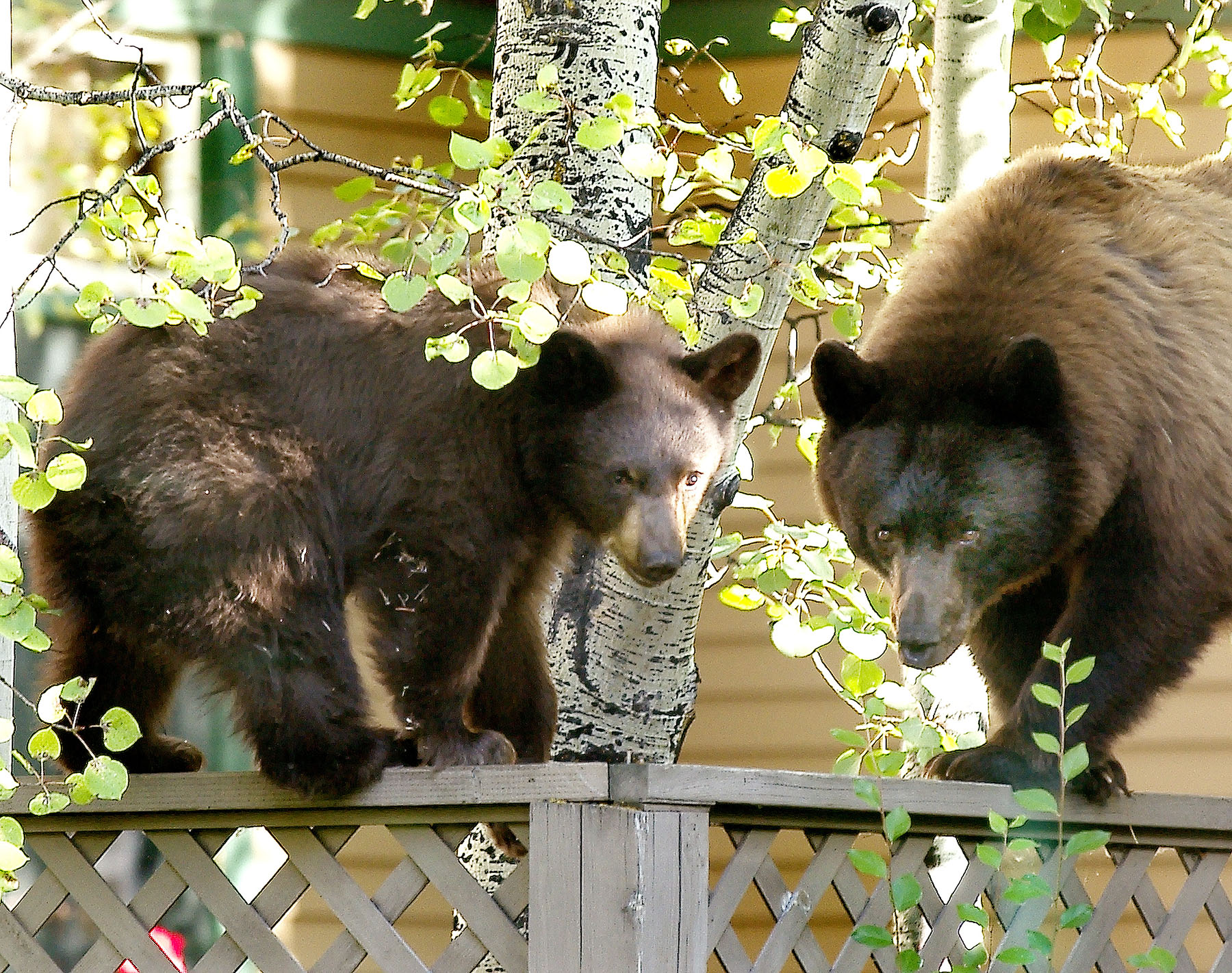A female grizzly bear and her cub perched on a wooden fence near a wooded area.