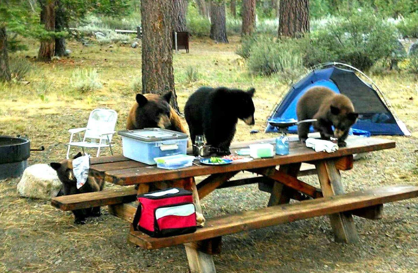 Several bears investigating a human campsite near a forested area.