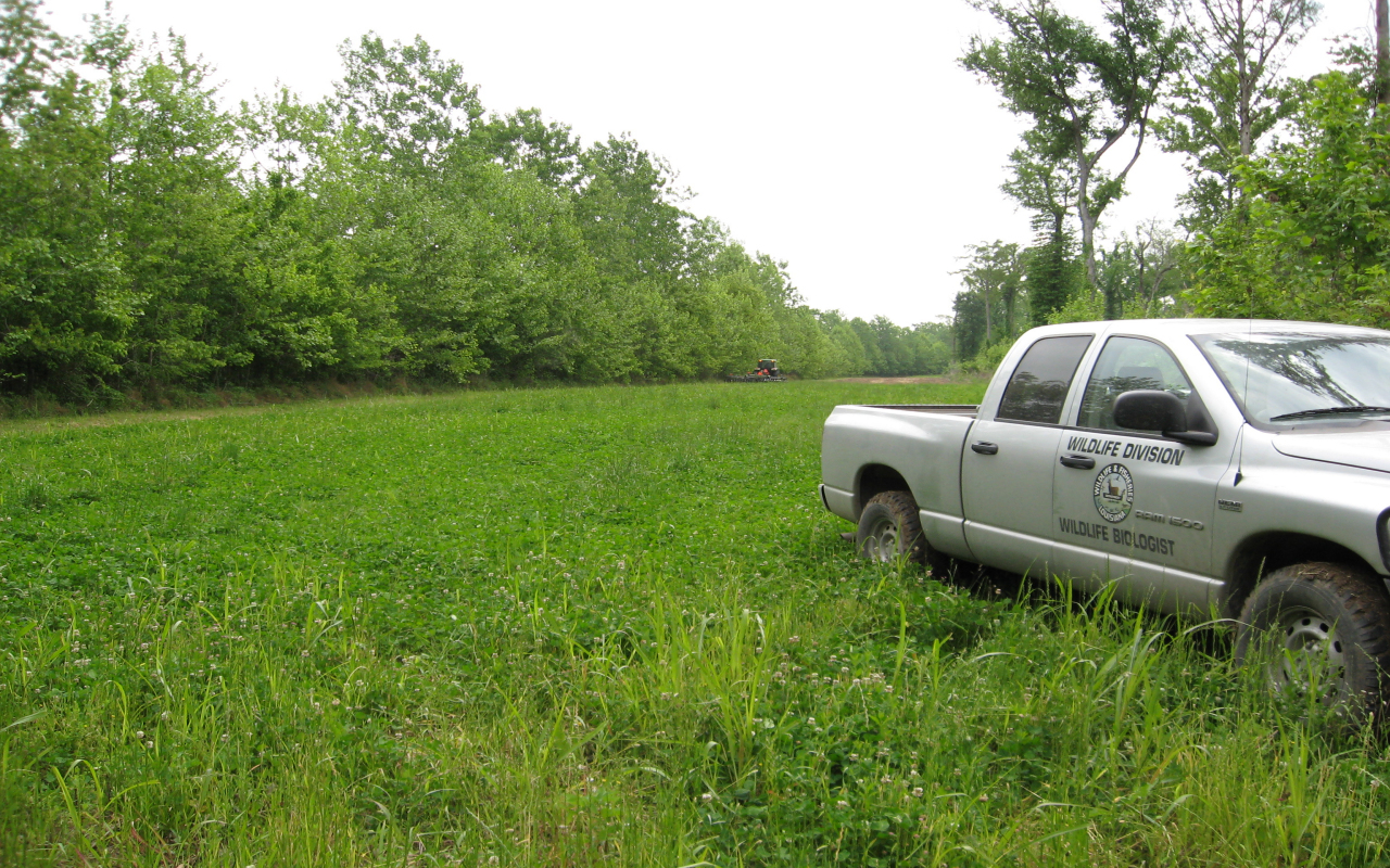 A green clover food plot area cleared within a forest for wildlife management.