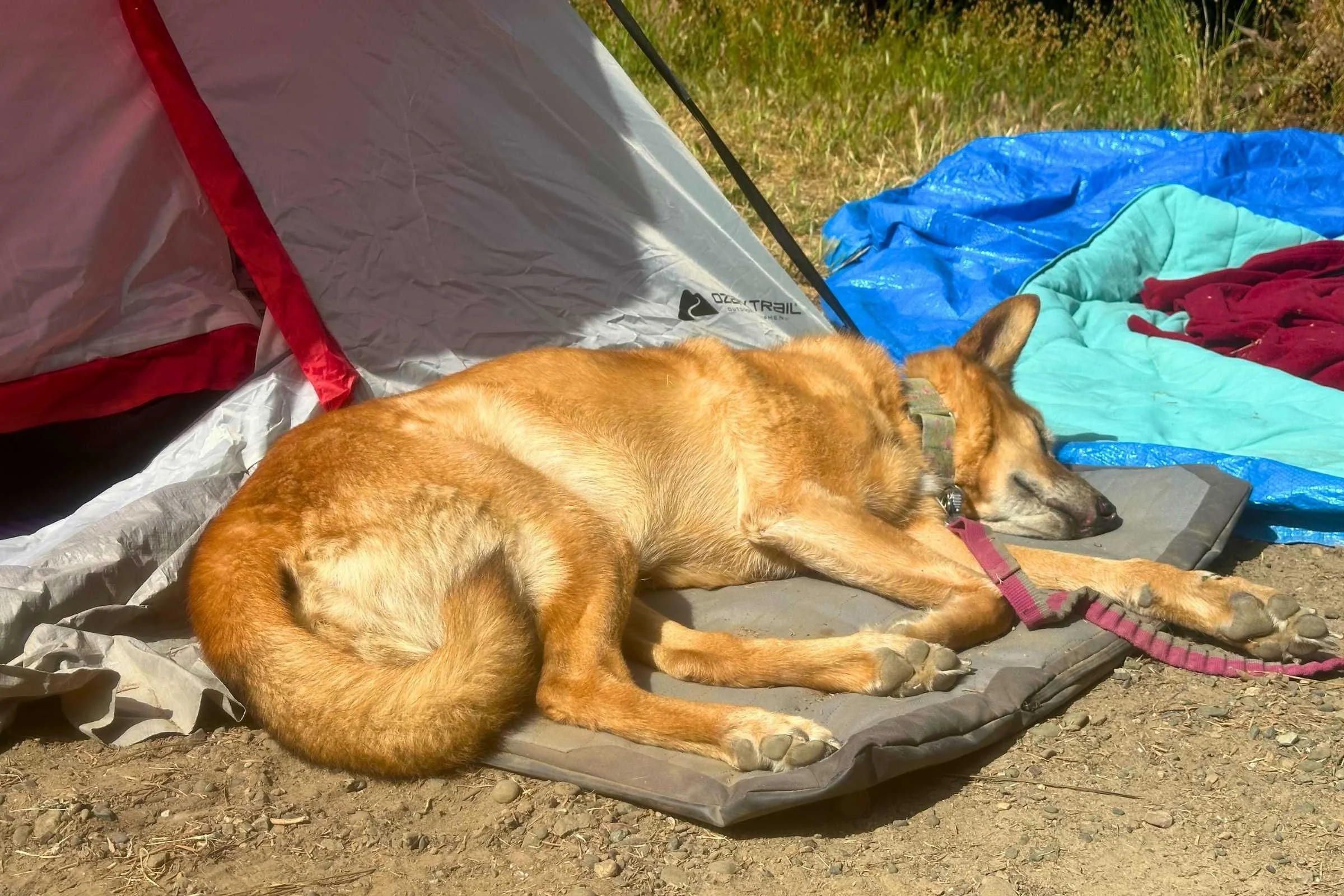 A dog resting on a grey padded outdoor dog bed at a campsite.