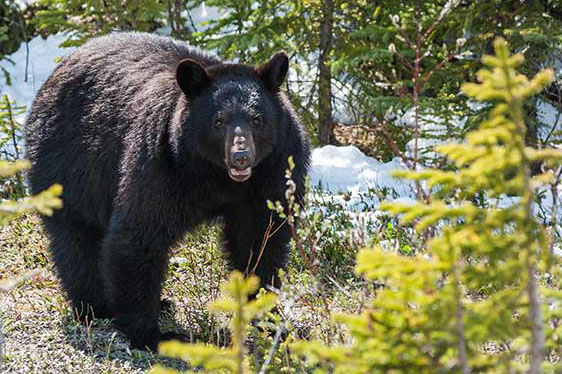A grizzly bear appearing suddenly through thick forest foliage at close range.