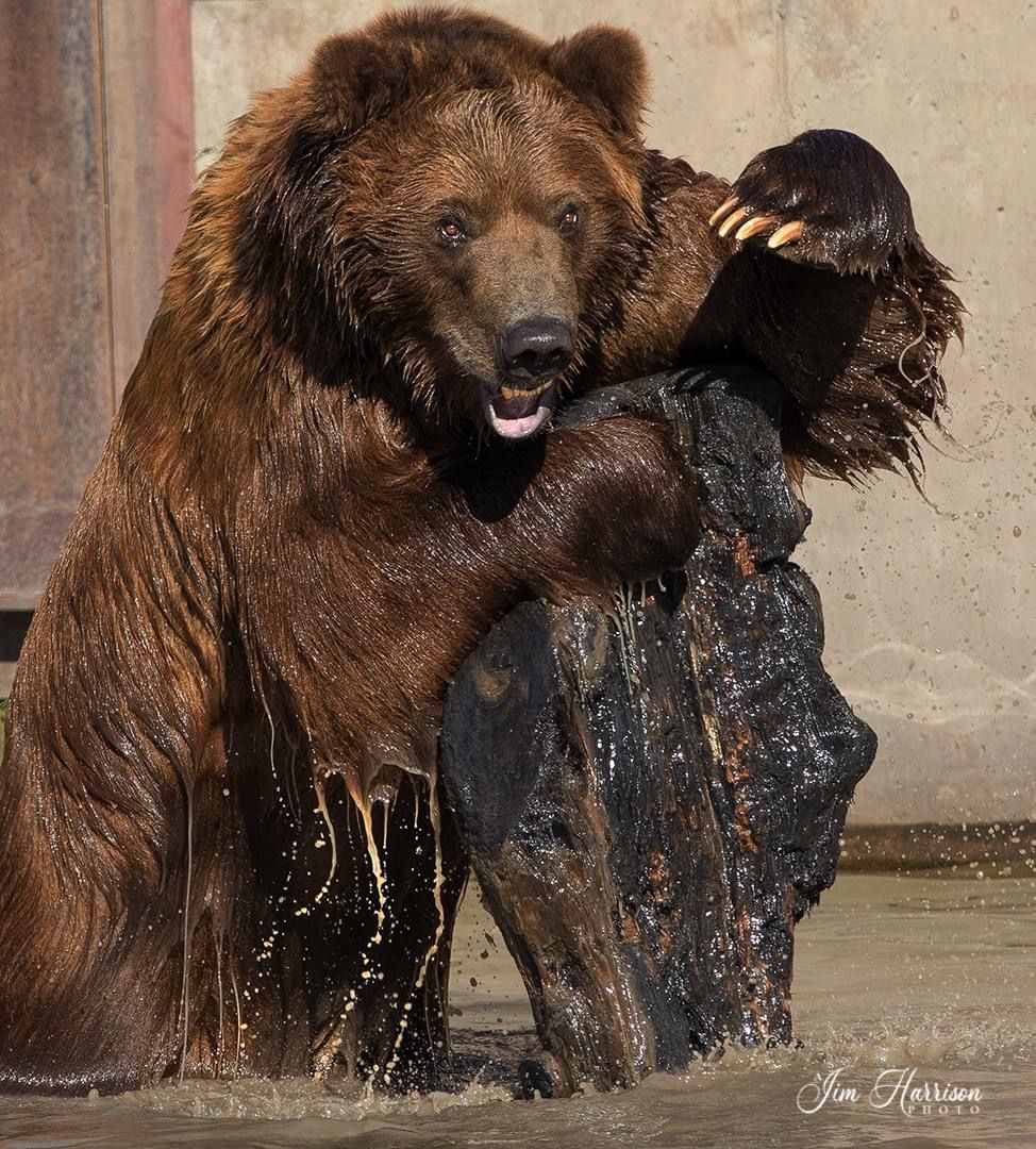 Grizzly Bear Safety: Montana Self-Defense Analysis