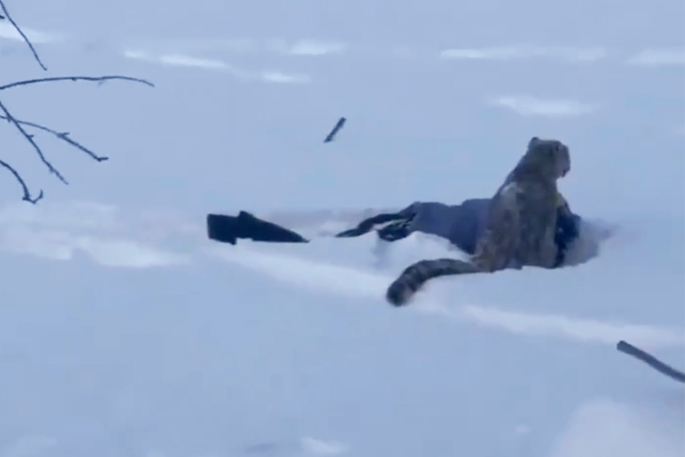 Snow Leopard Safety: Why You Should Never Get Close