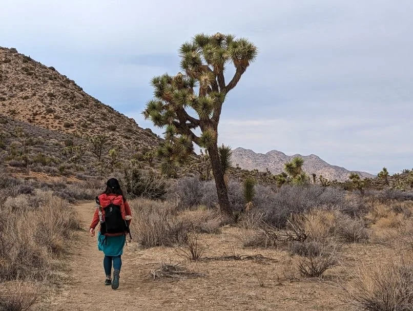 A hiker walking past a large, mature Joshua Tree on a sandy desert trail.