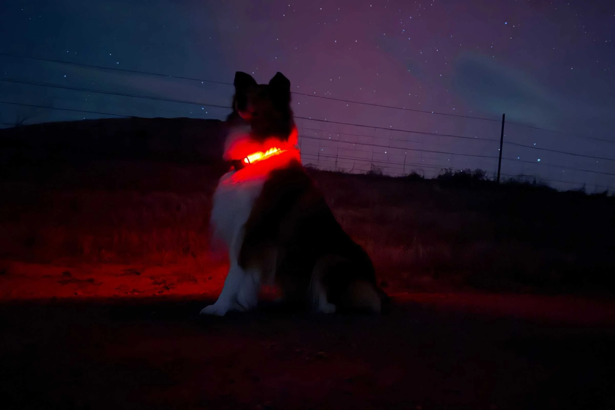 4 Best Light Up Dog Collars: 2026 Tested & Reviewed
