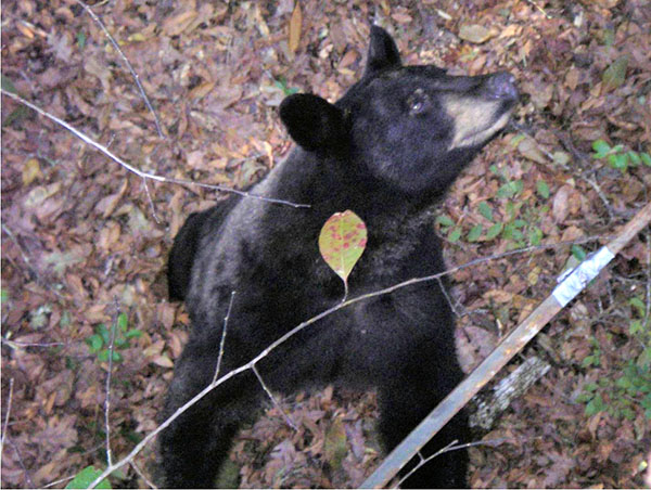 A large black bear looking up at the platform of a metal hunting ladder stand in the woods.