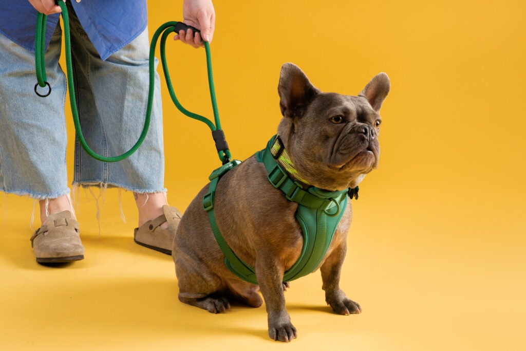 A dog wearing a green Canis Mountain Outfitters lightweight rope leash.
