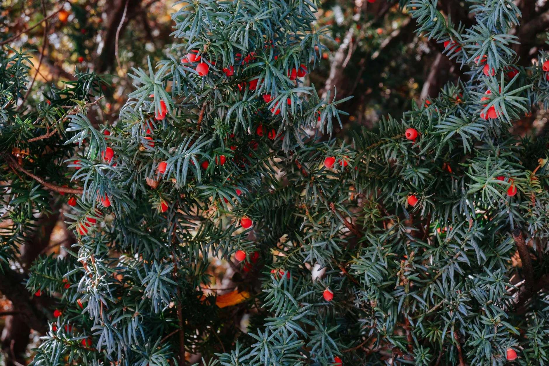 Japanese Yew Toxicity: Why It’s Fatal for Wintering Elk